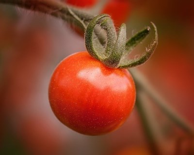Governo aprova estratégia nacional para a agricultura biológica