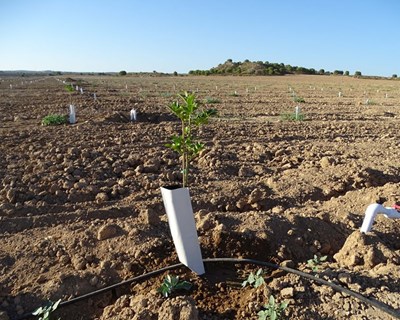 Governo aprova investimento de €71 milhões no âmbito do Programa Nacional de Regadios