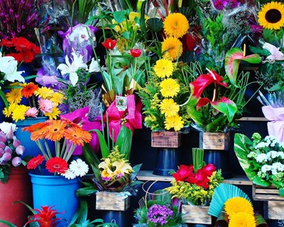 Governo aprova linha de crédito de 20 milhões de euros para produtores de flores e plantas