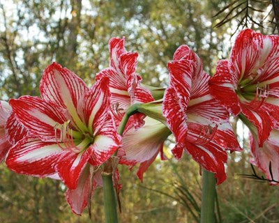 Governo aprova linha de crédito para produtores de flores de corte e plantas ornamentais