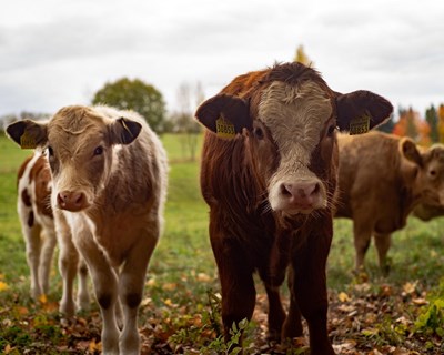 Governo cria apoio excecional de crise dirigido a agricultores sob a forma de subsídio reembolsável