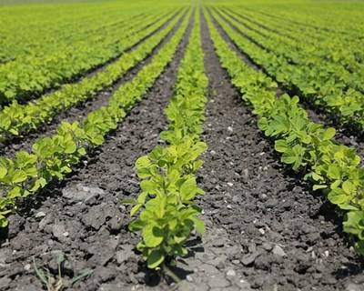 Governo cria rede nacional de estações experimentais para agricultores
