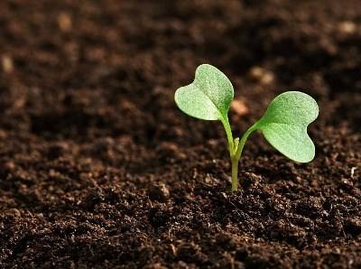 Governo dos Açores cria sistemas de aconselhamento agrícola e florestal