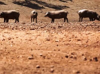 Governo prepara linha de crédito para produtores de leite e carne