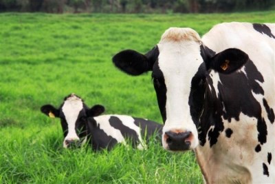 Leite: Governo procura linha de crédito para os agricultores