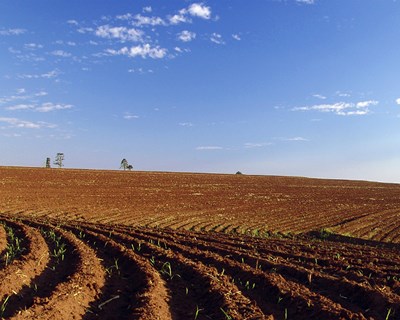 Governo prolonga prazo para limpeza de matas e terrenos