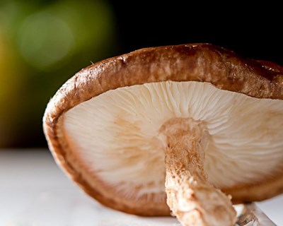 Governo quer regular apanha de cogumelos