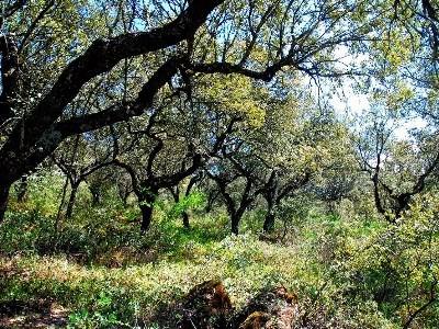 Governo quer «voltar a apostar na floresta portuguesa»
