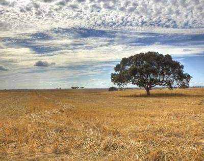Governo vai apoiar agricultores afetados por tornados no Baixo Alentejo