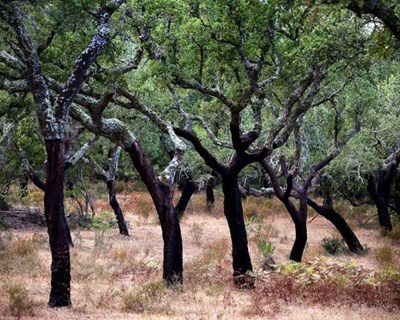 Grândola debate Gestão Agroflorestal em Montados