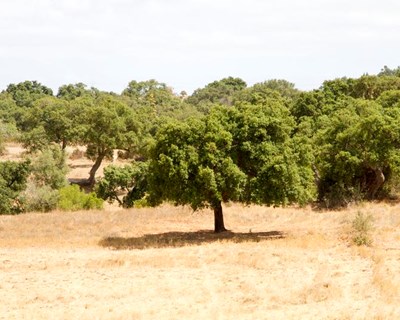 Grândola: floresta, montado de sobro e a cortiça em destaque