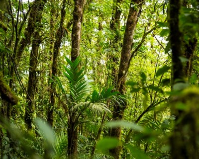 Gravação do seminário “Investimento em floresta autóctone em minifúndio” disponível