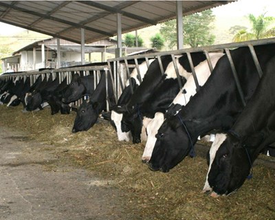 Greve nos transportes: indústria de alimentos para animais prevê prejuízos de €4 milhões