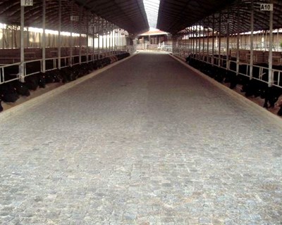 Grupo Jerónimo Martins inicia atividade em engorda de bovinos