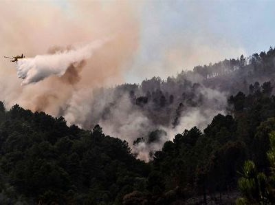 Grupo para a reforma da floresta prepara pacote a apresentar ao Governo