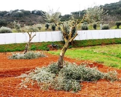 Guarda: Quercus vai explicar podas de árvores