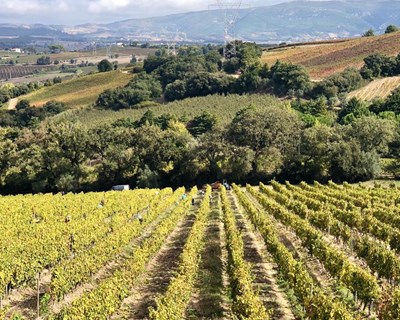 Guarita da Chocapalha 2016 deslumbra crítico de vinhos norte-americano Mark Squires