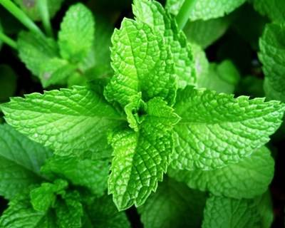 Guia para a produção de plantas aromáticas e medicinais atualizado