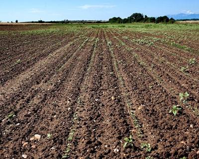 Guiné Bissau: agricultores passam a comparticipar aquisição de alfaias agrícolas