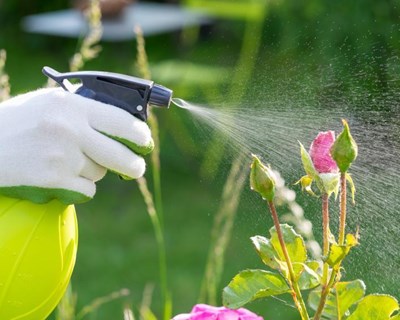 Há novas medidas comunitárias para combater pragas de plantas
