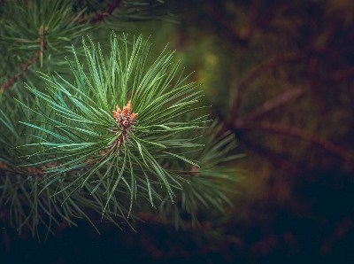 Há novas regras contra pragas das plantas