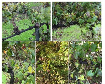 Há novos focos de flavescência dourada na videira a Norte