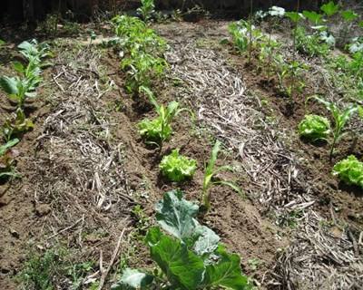 Há um novo guia de infestantes para agricultores