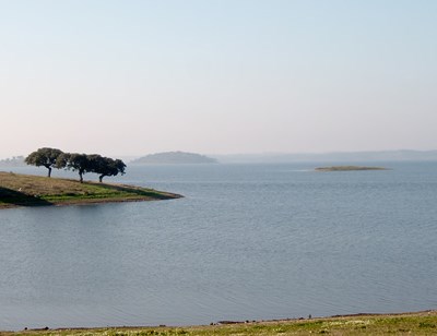Há uma planta exótica que está a ameaçar o Guadiana