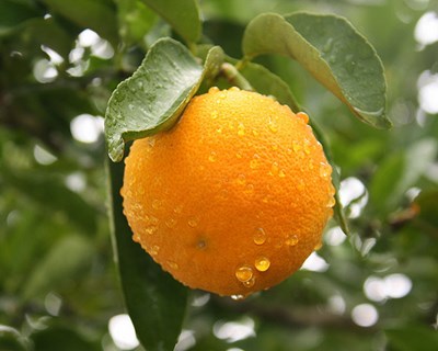 Hipers querem agricultores a produzir todo o ano