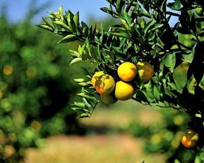 Hollande anuncia programa de ajuda financeira aos agricultores