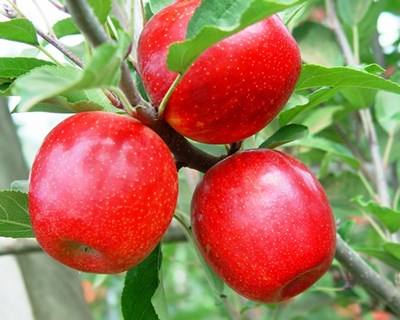 Horizonte 2020: €3,8 mil milhões para investigação na agricultura