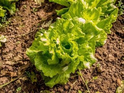 Horticultura europeia em debate na Grécia