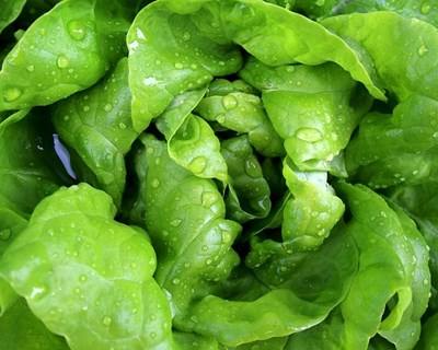 Hortofrutícolas: do produtor diretamente para o consumidor em Abrantes