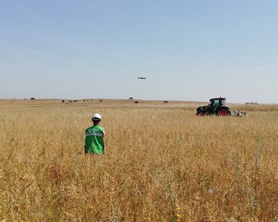 ICNF sensibiliza agricultores para que identifiquem ninhos de águia-caçadeira antes das ceifas