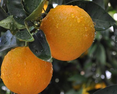 III Mostra da Laranja de Silves