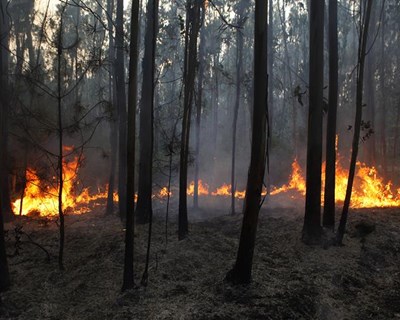 Incêndios: criada aplicação para autorização de queimas e queimadas seguras
