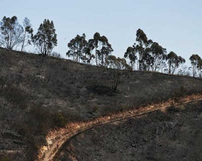 Incêndios: Monchique quer descentralização na gestão e proteção florestal