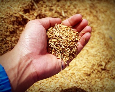 Índice alimentar da FAO cai pelo quinto mês consecutivo