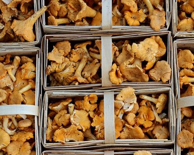 Indústria agroalimentar regista quebras de 50% nas exportações
