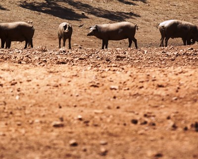 Indústria de alimentos para animais com dificuldade no acesso a matérias-primas