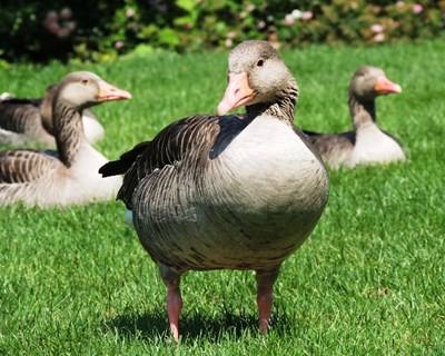 Indústria Europeia para a Sanidade Animal pede novas políticas para o uso de antibióticos