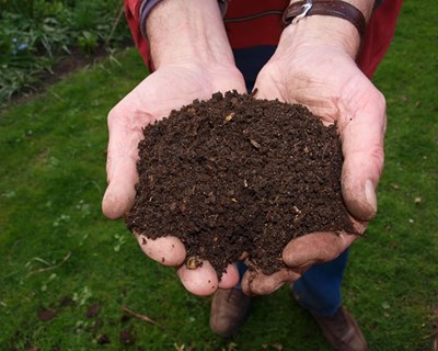 Start-up utliza moscas soldado-negro para produzir ração animal e fertilizante em Portugal