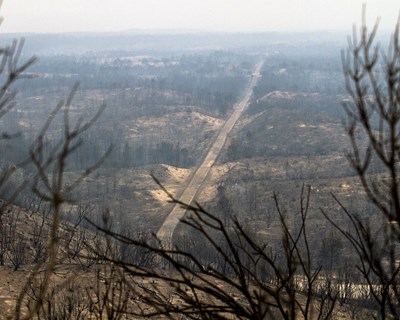 INE confirma declínio económico da floresta em 2017