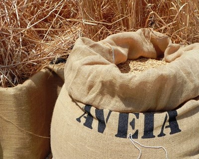 INE prevê queda de cereais. Produções de arroz, batata e pomares aumentam