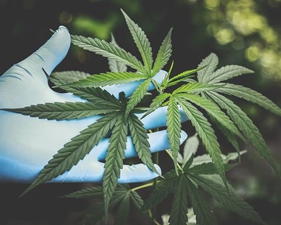 Infarmed autoriza cinco empresas a cultivar canábis para fins medicinais