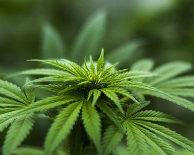 Infarmed autoriza Holigen a plantar canábis em Aljustrel