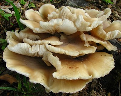 Influência das condições de armazenamento na vida útil de cogumelos pleurotos (Pleurotus ostreatus (Jacq. ex Fr.) P.Kumm.)
