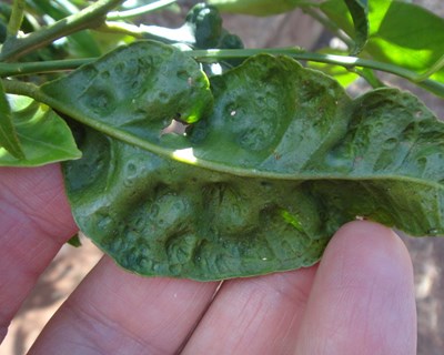 Iniciado o programa experimental de luta biológica contra a Trioza erytreae