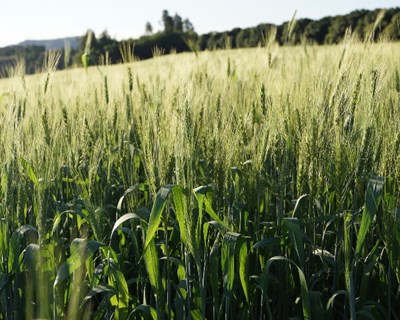 InnovPlantProtect: ciência e agricultura de mãos dadas em Elvas
