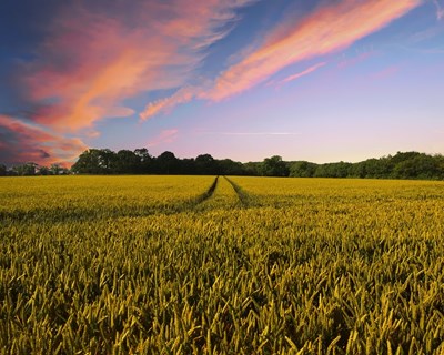 Inovação rural: Soluções reais para áreas rurais inteligentes